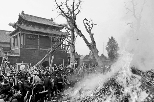 淮陽(yáng)太昊陵500歲古柏成枯樹(shù)