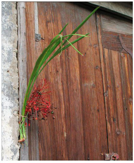 端午節(jié)時(shí)，百姓將菖蒲懸于家門，企盼驅(qū)病避邪