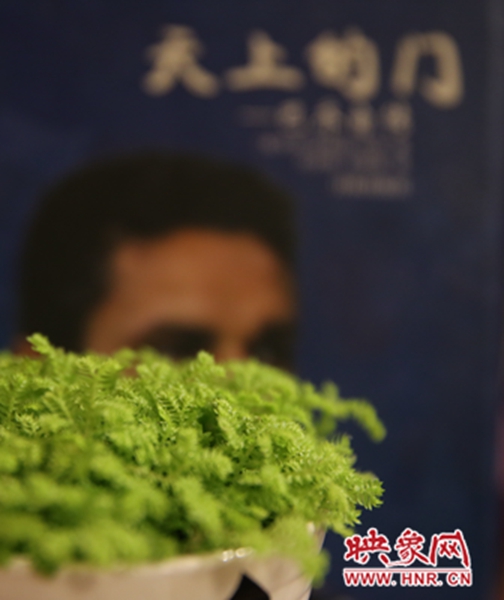 書架上精心布置的綠色植物。