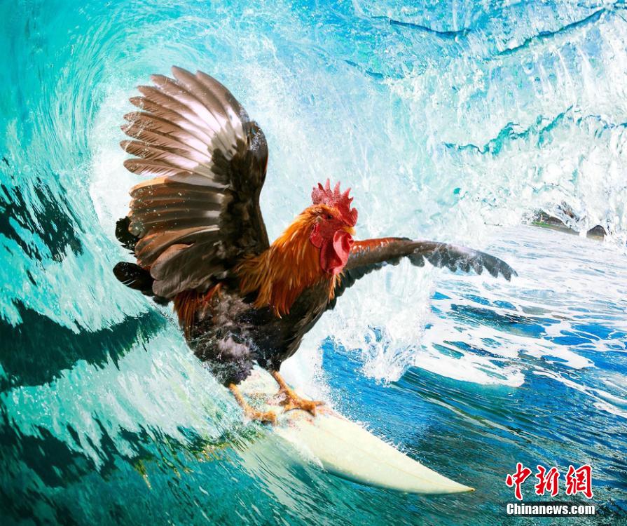 有趣！英國一公司推出公雞日歷